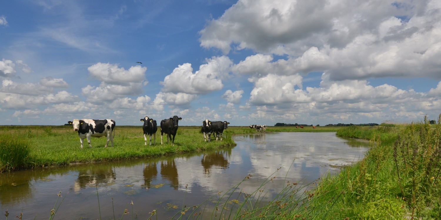 fotowand van koeien in de wei